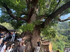 -杨家堂村