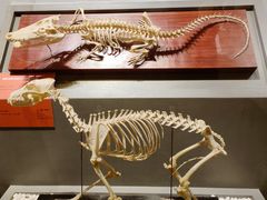 -国家自然博物馆