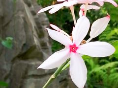 -北京植物园-展览温室