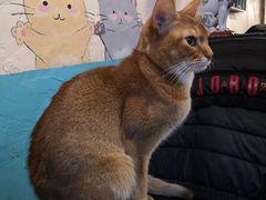 -猫小院猫主题咖啡厅(北锣店)