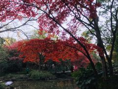 -秋霞圃