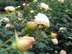 -人民公园(罗湖区)