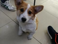 -宠颐生中康贝怡动物医院