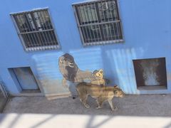 -青藏高原野生动物园