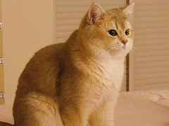 -欣宠猫屋·矮脚拿破仑·蓝金金渐层