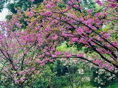 -南山植物园