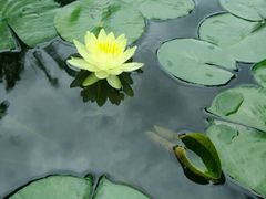 android_upload_pic-东芭乐园