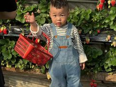 -大自然农场蔬菜草莓采摘园
