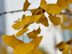 -重庆市江北嘴中央商务区中央公园