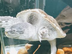 -广州长隆飞鸟乐园