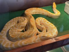 -上海大自然野生昆虫馆