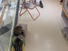 -三花喵·撸猫购宠·宠物生活馆(虹桥南丰城店)