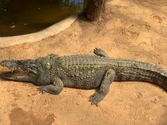 -西霞口神雕山野生动物世界