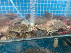 -叶存利海鲜大馅饺子(东戴河止锚湾店)
