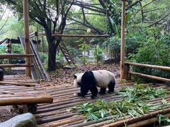 -深圳野生动物园