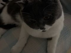 -瑞鹏宠物医院·骨科·猫科·内科(第一中心)