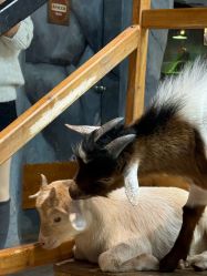 -Zoolung Zoolung动物主题公园(海信广场店)