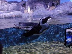 -暹罗海洋世界