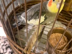 -小厨娘淮扬菜(六合欢乐港店)