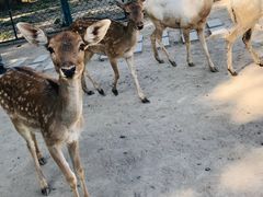 -北京麋鹿生态实验中心