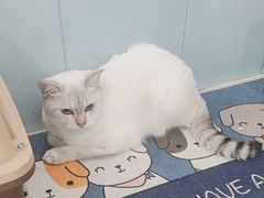 -纳吉亚猫专科动物诊疗中心(蒋宅口分院)