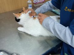 -米苏动物医院·犬猫专科·骨科外科内窥镜