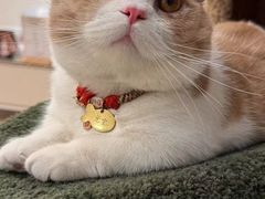 -Bastet sally猫舍购宠(静安店)