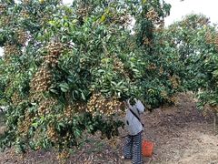 -从化深英荔枝黄皮龙眼采摘园