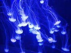 -青岛海底世界-水族馆