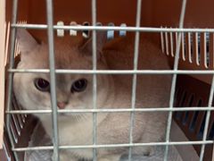 -创凡宠物医院·骨专科  猫科中心(西乡分院)