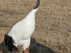 -盐城丹顶鹤湿地生态旅游区