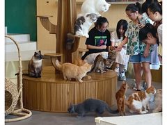-飞行喵MR PILOT|猫舍·猫咖(静安大融城店)