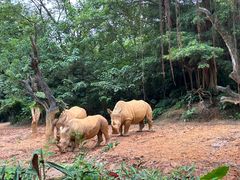 -广州长隆野生动物世界
