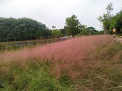 -映月湖公园