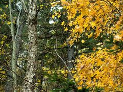 -五营红松林海景区