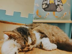 -猫小院猫主题咖啡厅(北锣店)