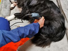 -伟伟宠物医院·CT影像中心·瑞派犬猫综合性门诊(汉口总院)