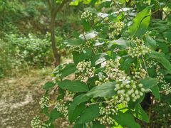 -遵化市禅林寺古银杏风景园