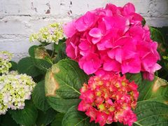 -马帮菜馆·美味野生菌