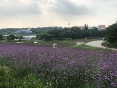 -大塘金香草谷