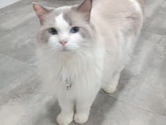 -楼上猫咖(罗湖店)