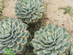 -东莞植物园
