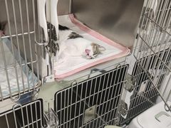 -艾吉宠物医院·疑难杂症转诊中心·猫友好(碧江路院)