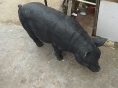 -秀丽东方