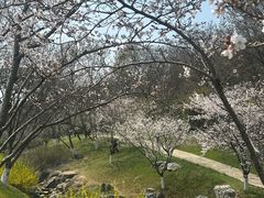 -羊山湖公园
