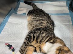 -艾吉宠物医院·疑难杂症转诊中心·猫友好(碧江路院)