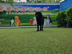 -宠物寄养训练学校