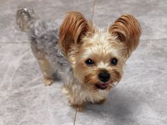 -宠福鑫康馨动物医院·骨科·眼科