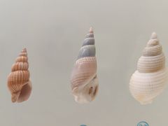 -青岛贝壳博物馆