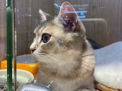 -屋虎猫馆(宝安大仟里店)
